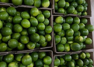 Green Goes team sorting fresh plantains